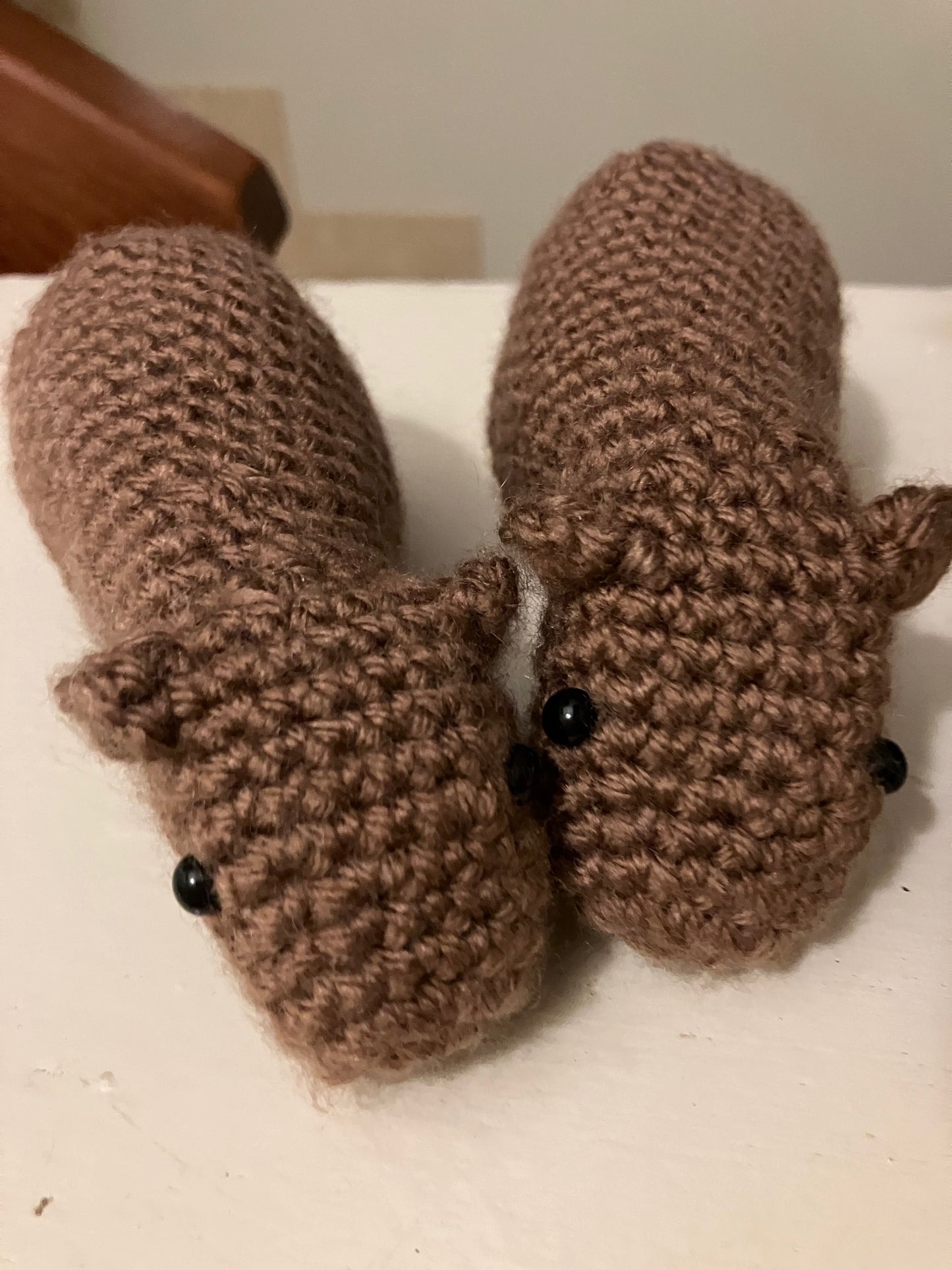 Clueless Capybara