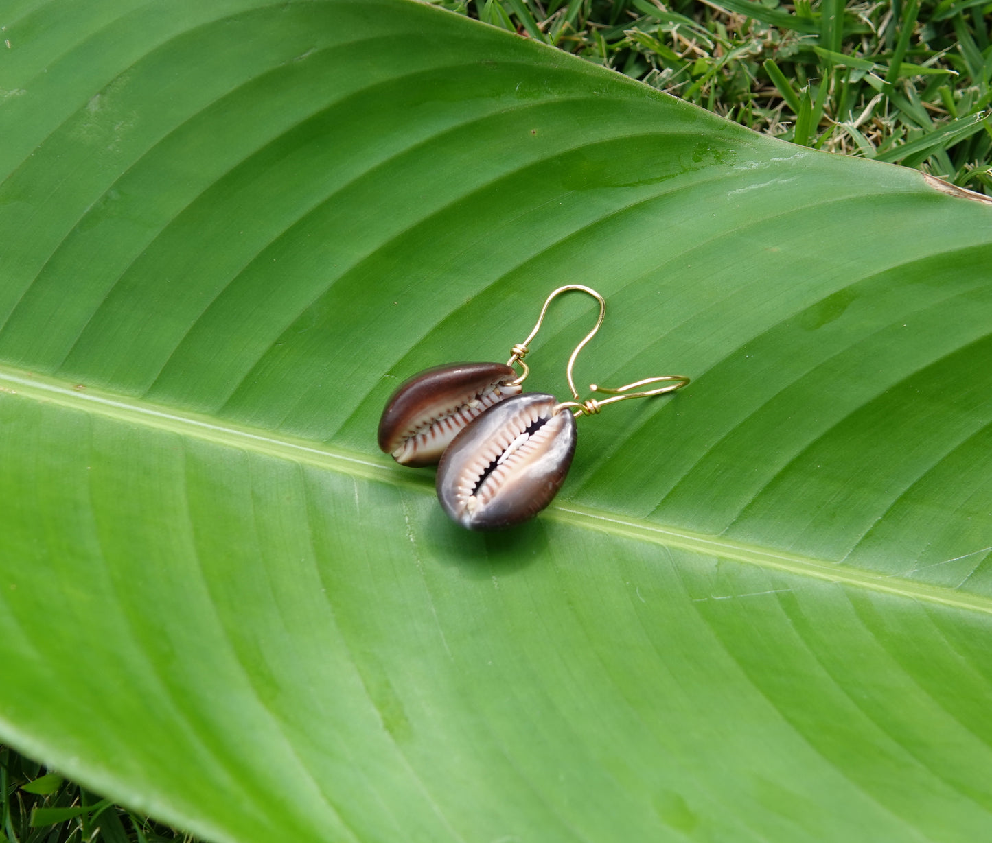 Cowrie Earrings